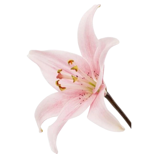 Zambak - Lily flower